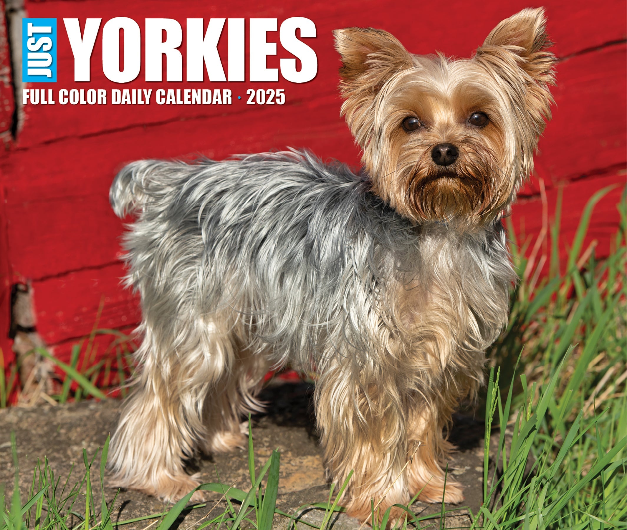 2025 Yorkies - Daily Boxed Page-A-Day Calendar