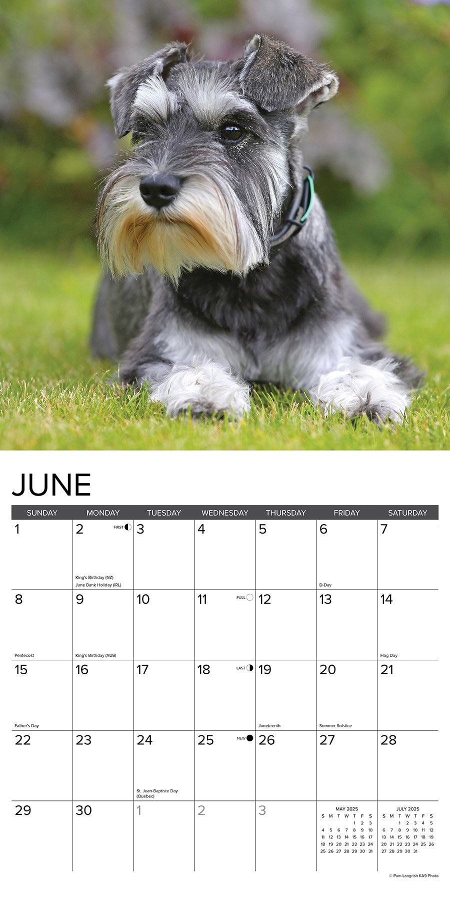 2025 Miniature Schnauzers - Square Wall Calendar