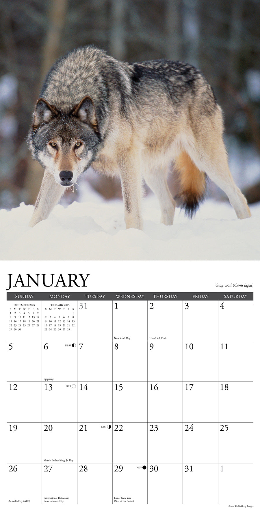 2025 Rocky Mountain Wildlife - Square Wall Calendar