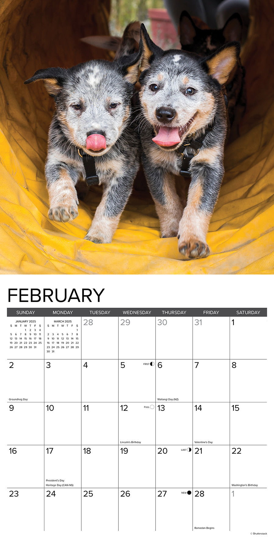 2025 Australian Cattle Dogs - Square Wall Calendar