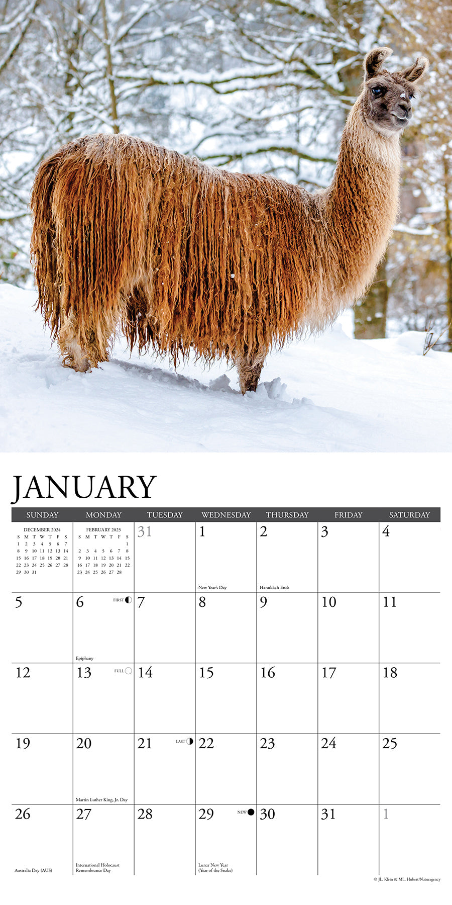 2025 Llamas - Square Wall Calendar