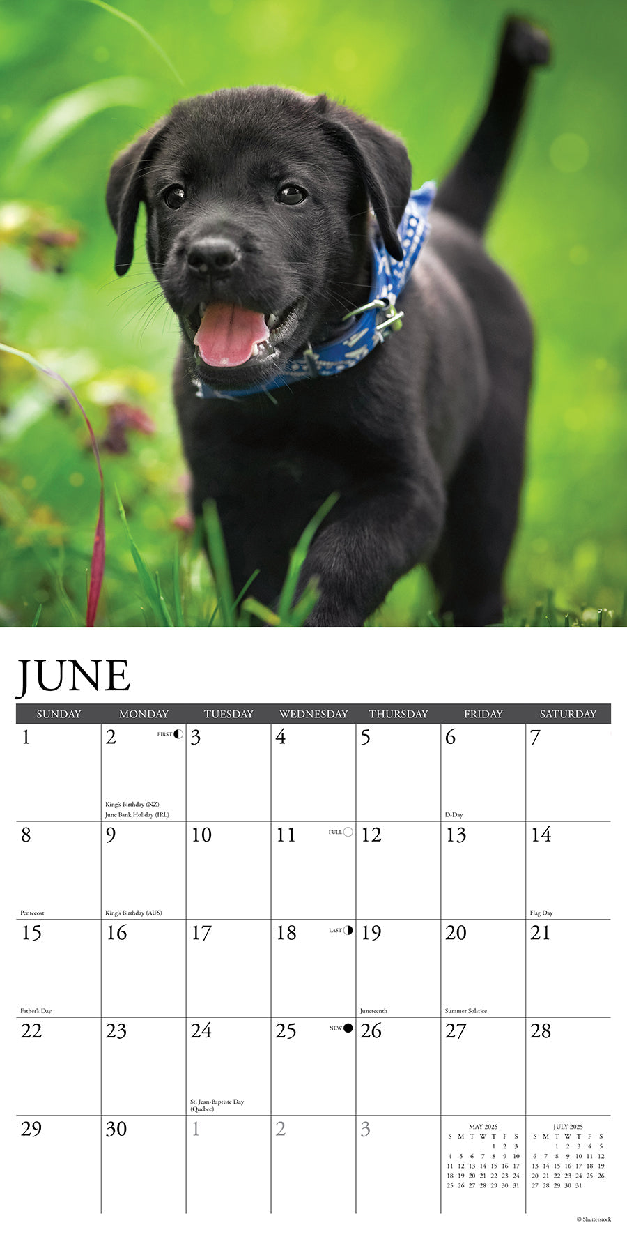 2025 Black Lab Puppies - Square Wall Calendar