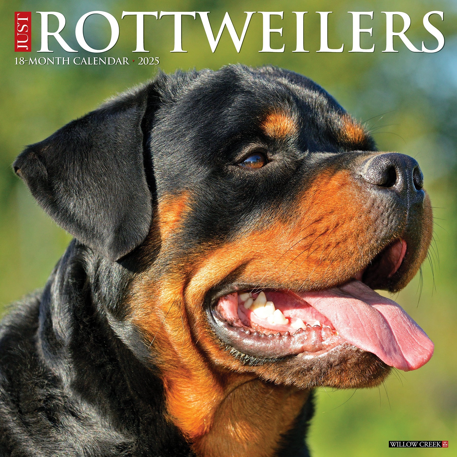 2025 Rottweilers - Square Wall Calendar