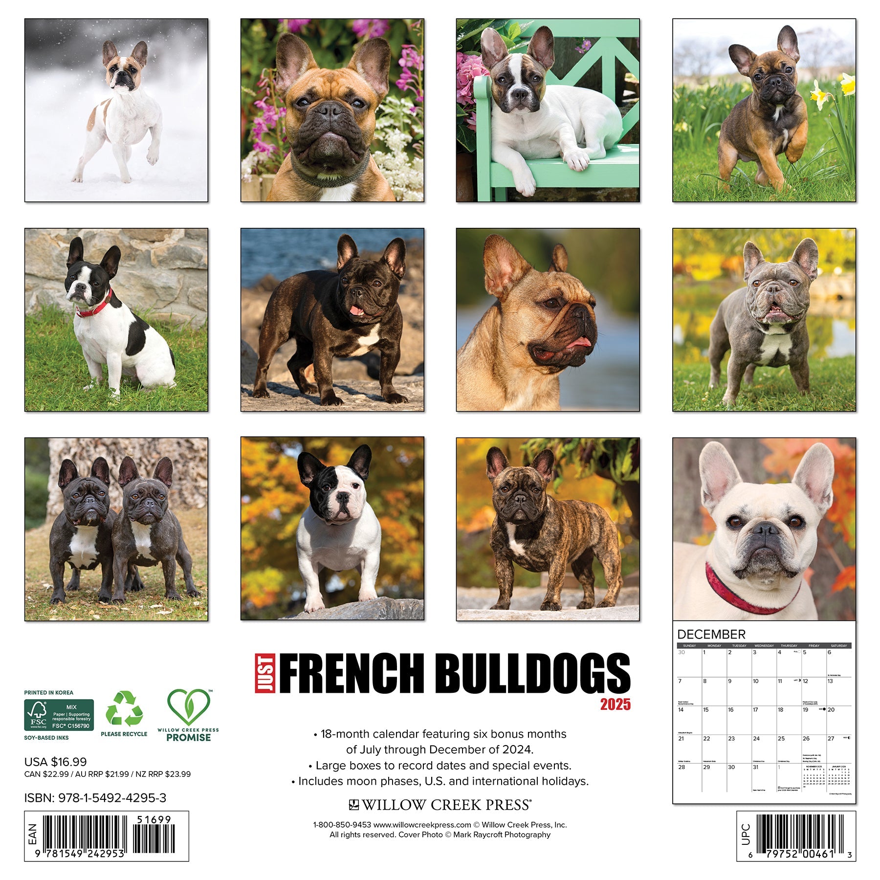 2025 French Bulldogs - Square Wall Calendar