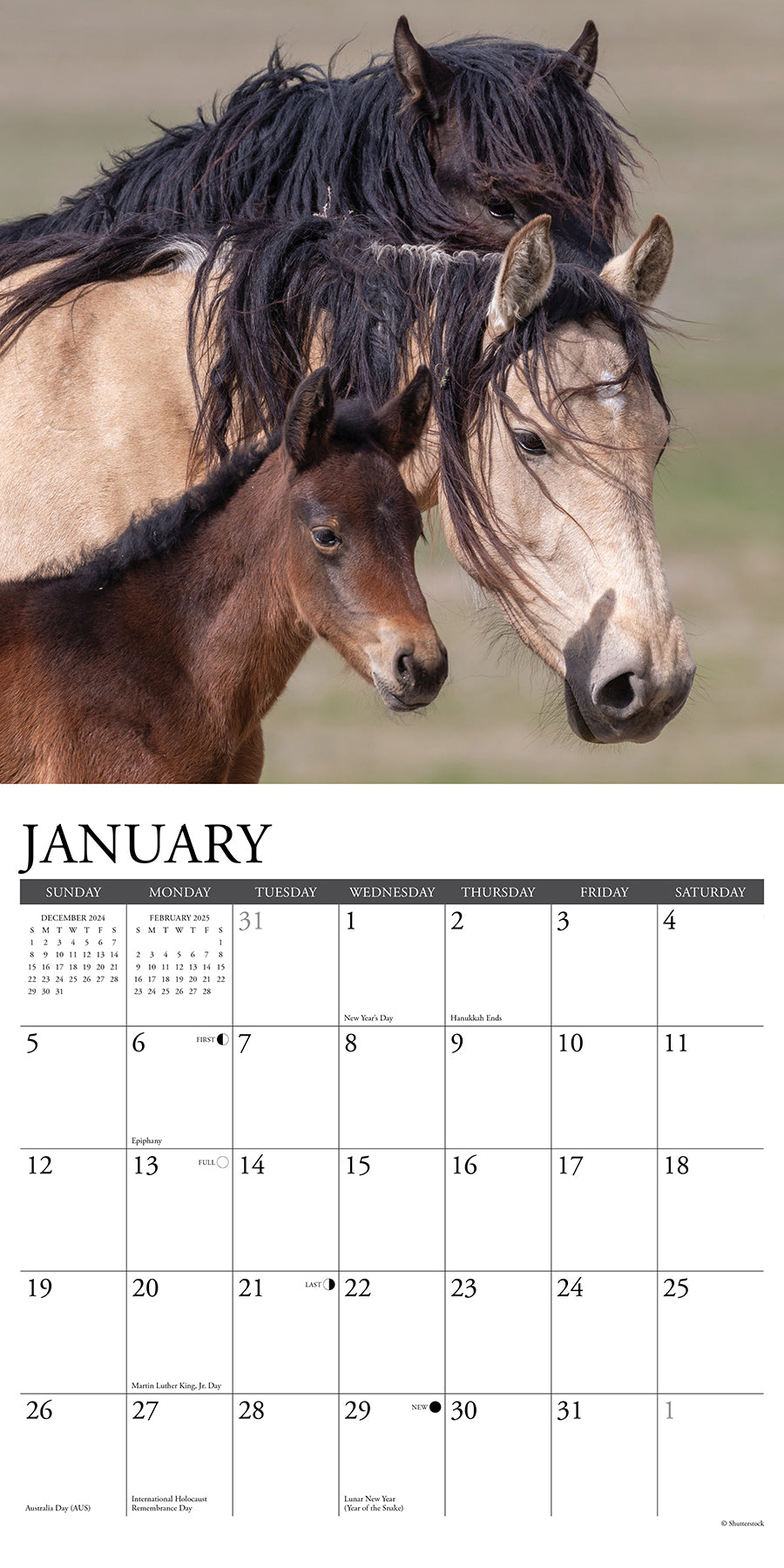 2025 Wild Horses - Square Wall Calendar