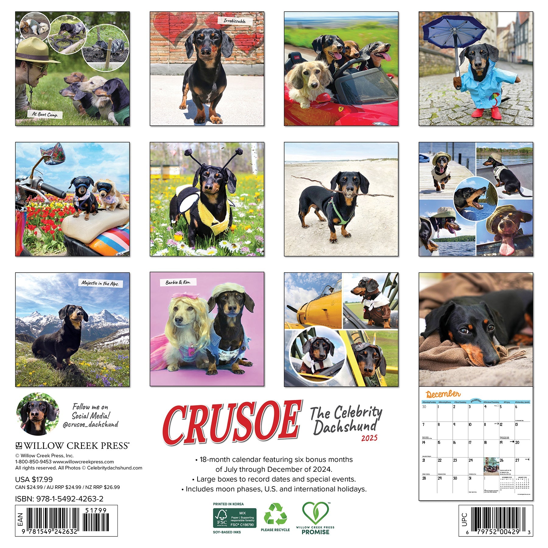 2025 Crusoe the Celebrity Dachshund - Square Wall Calendar
