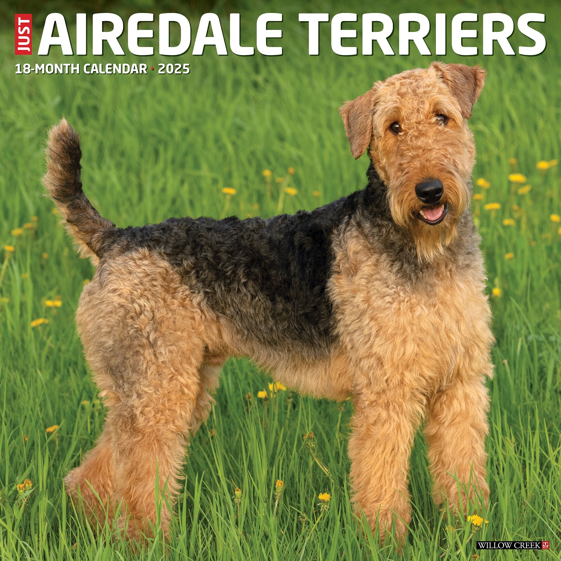 2025 Airedale Terriers - Square Wall Calendar