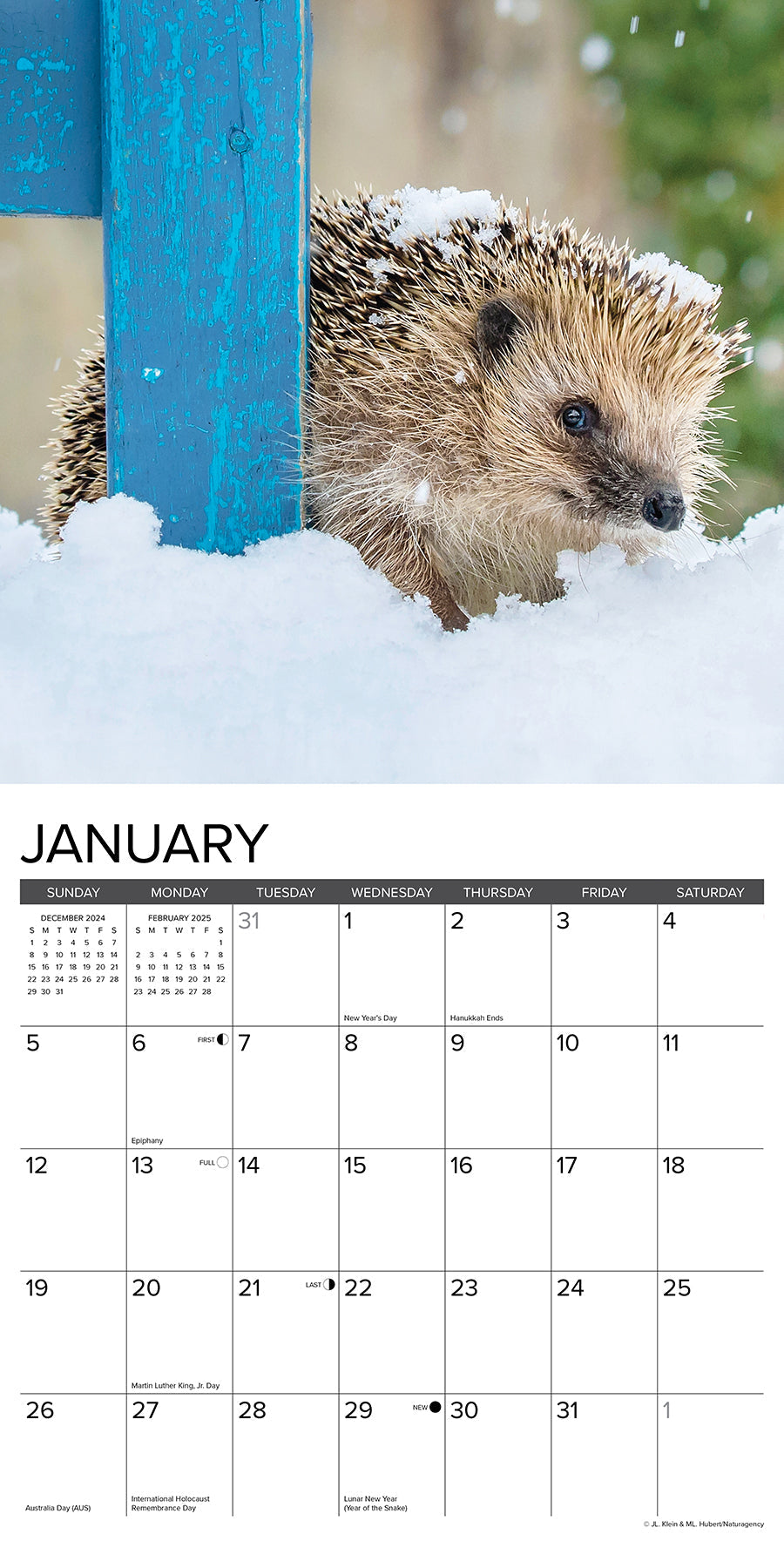 2025 Hedgehogs - Square Wall Calendar