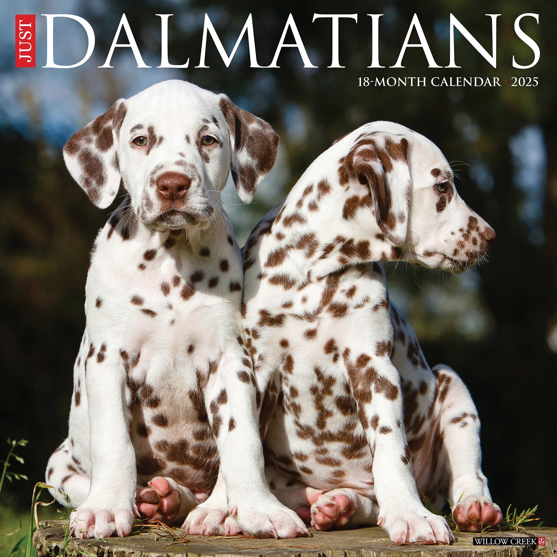 2025 Dalmatians - Square Wall Calendar