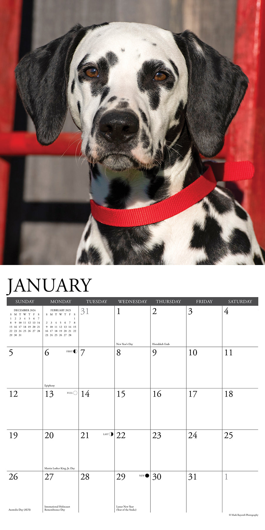 2025 Dalmatians - Square Wall Calendar