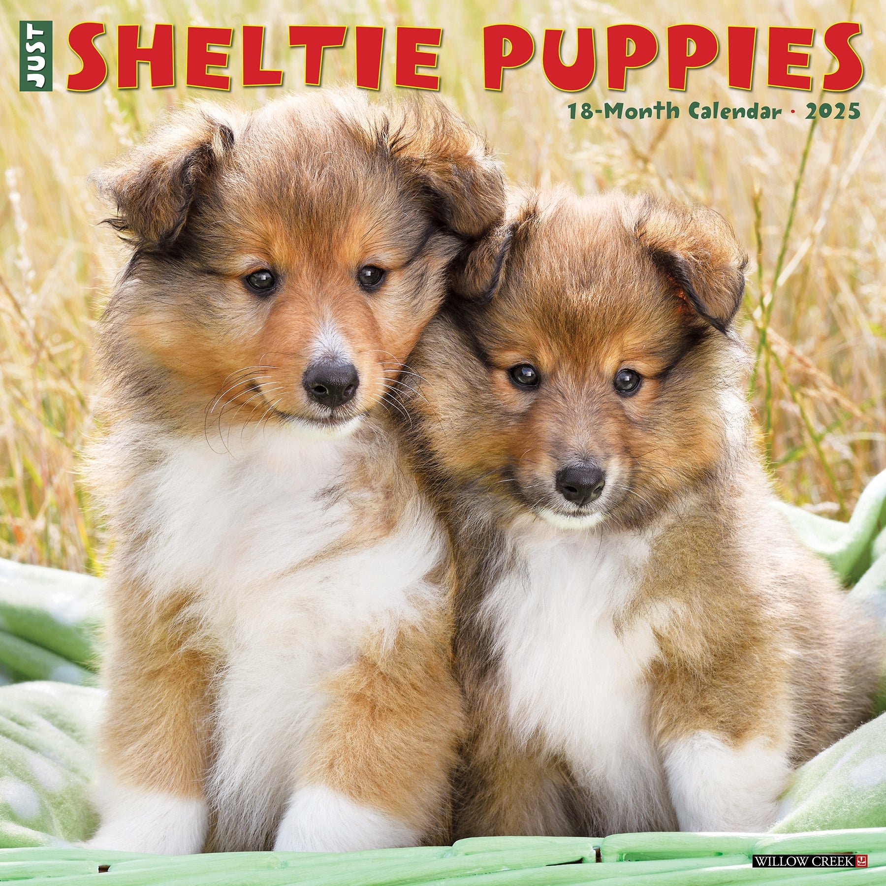 2025 Sheltie Puppies - Square Wall Calendar