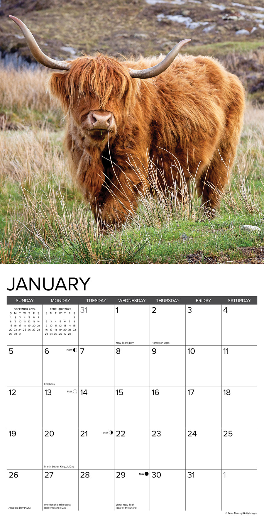 2025 Highland Cows - Square Wall Calendar