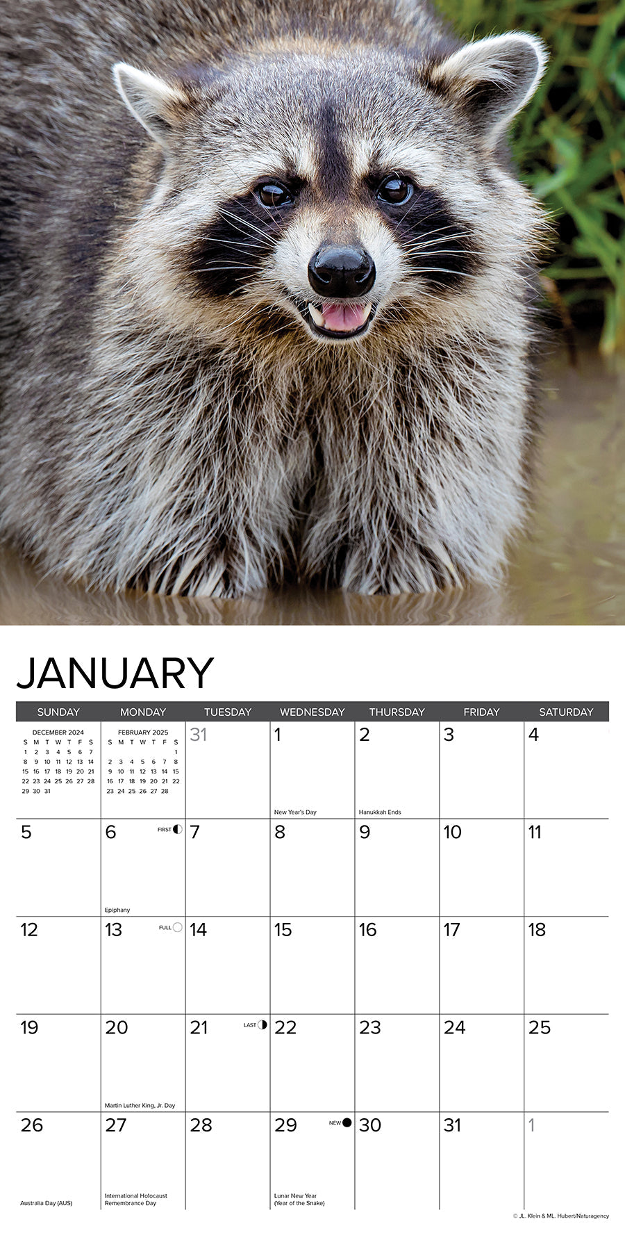 2025 Rascally Raccoons - Square Wall Calendar