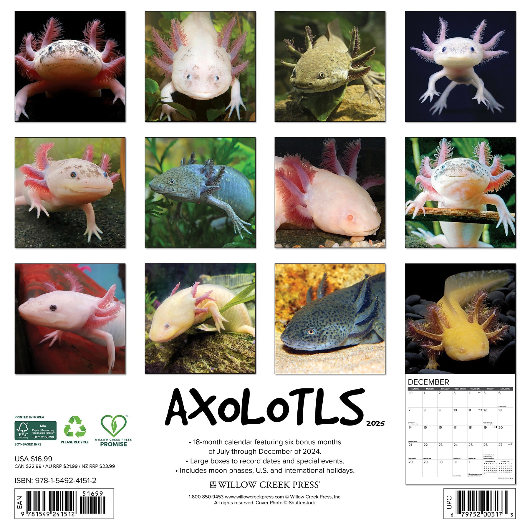 2025 Axolotls - Square Wall Calendar