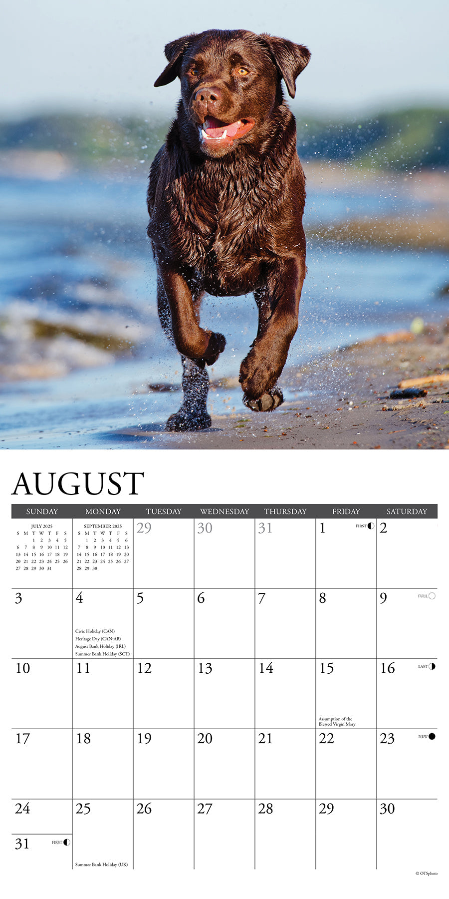 2025 Chocolate Labs - Square Wall Calendar