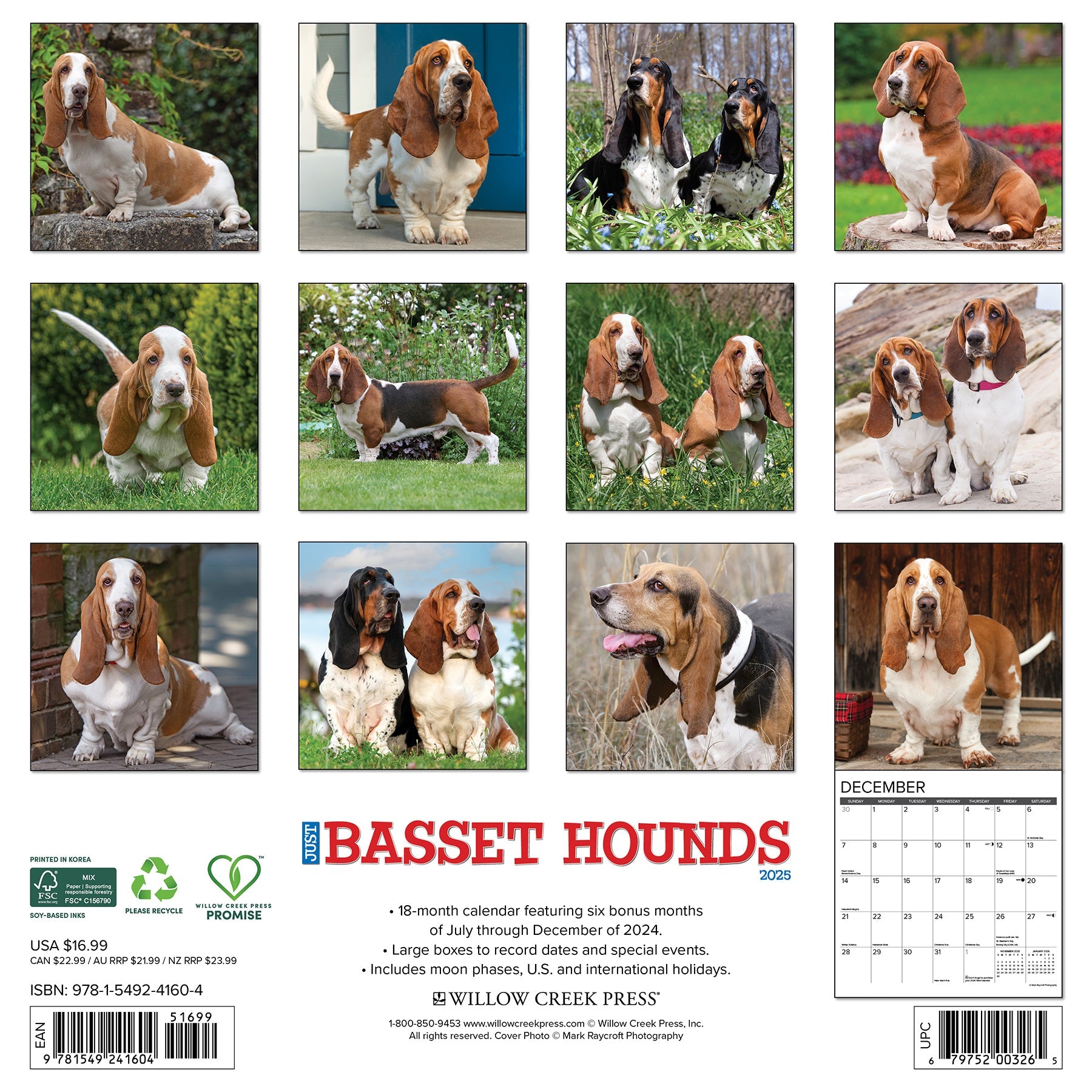 2025 Basset Hounds - Square Wall Calendar