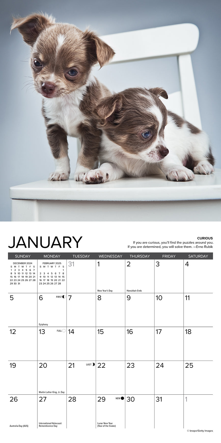 2025 Chihuahua Rules - Mini Wall Calendar