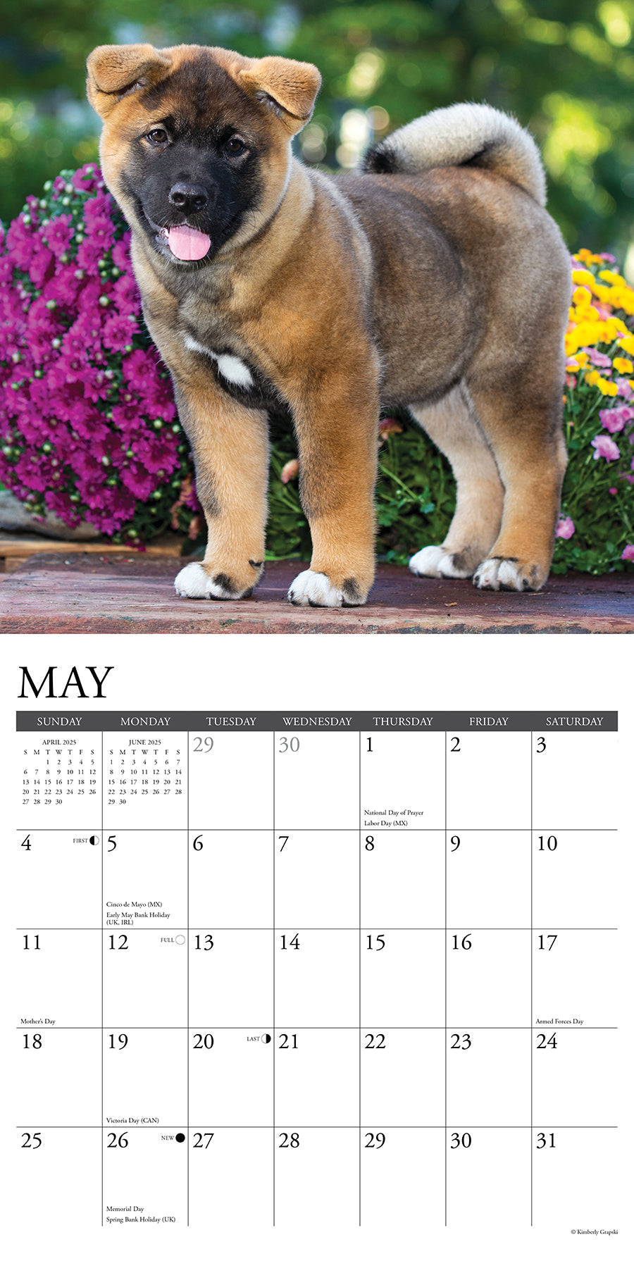 2025 Akitas - Square Wall Calendar