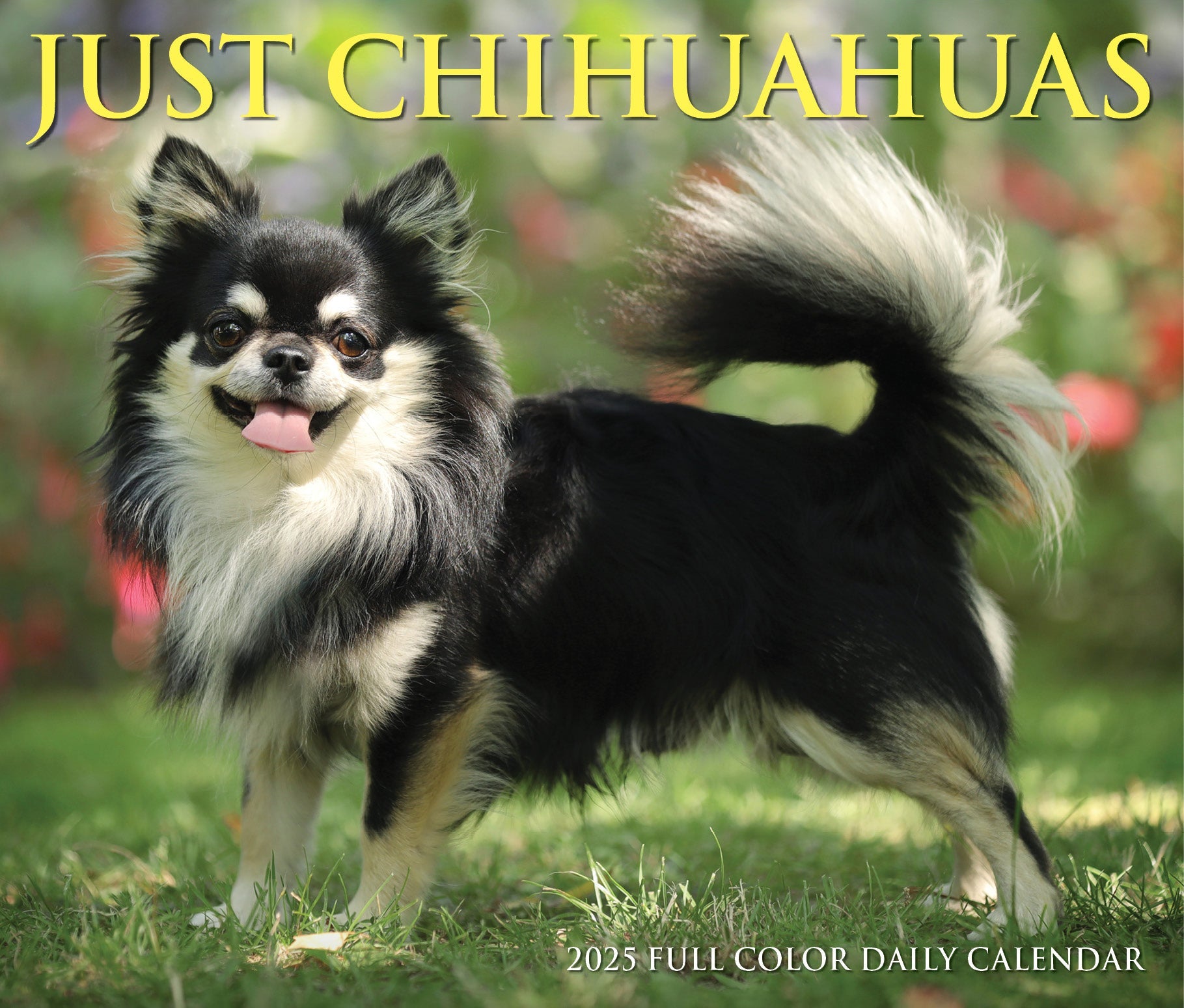 2025 Chihuahuas - Daily Boxed Page-A-Day Calendar