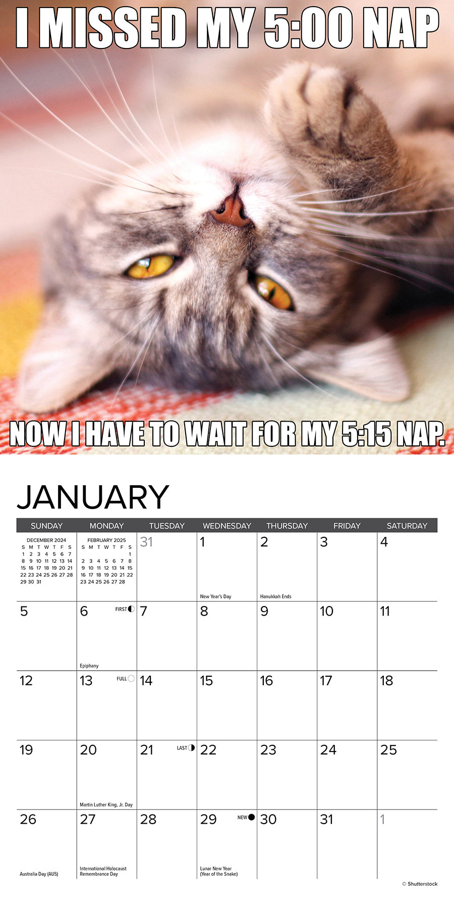 2025 Cat-astrophe - Mini Wall Calendar