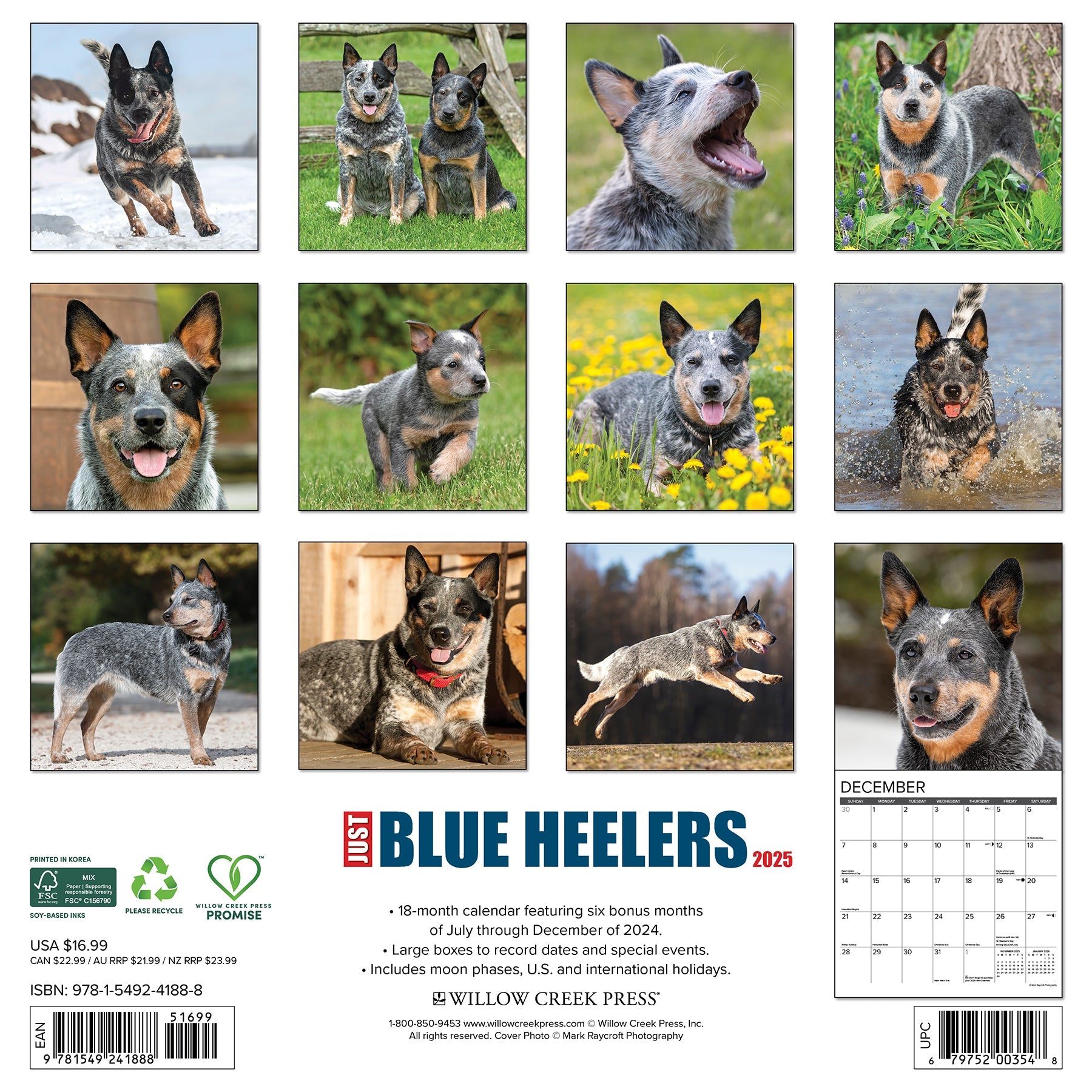 2025 Blue Heelers - Square Wall Calendar