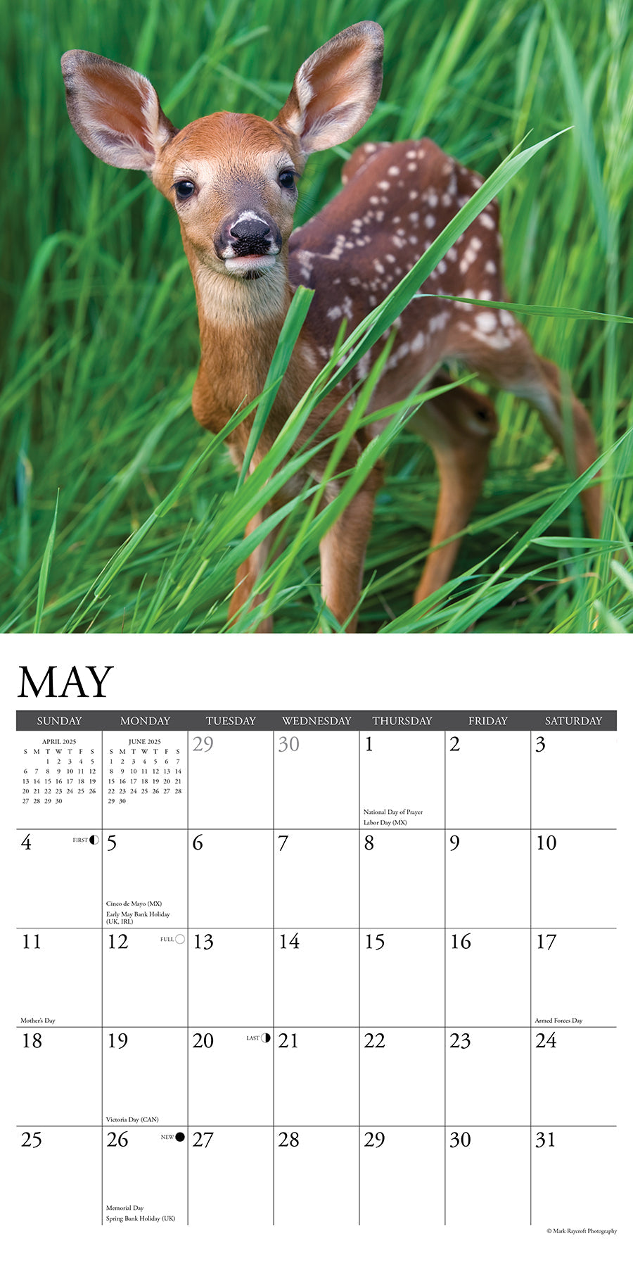 2025 Seasons of the Whitetail (Deer) - Square Wall Calendar