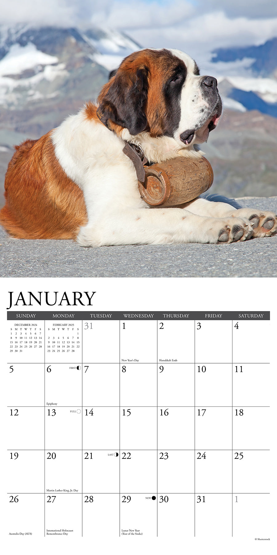 2025 Saint Bernards - Square Wall Calendar