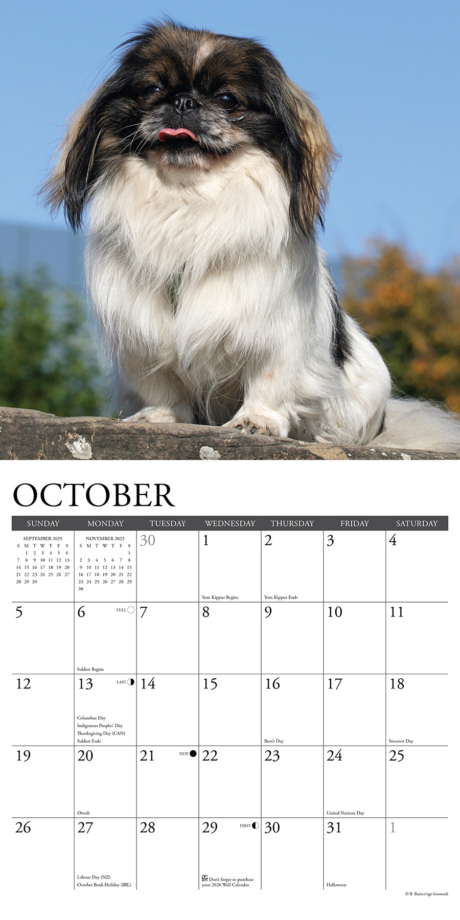 2025 Pekingese - Square Wall Calendar