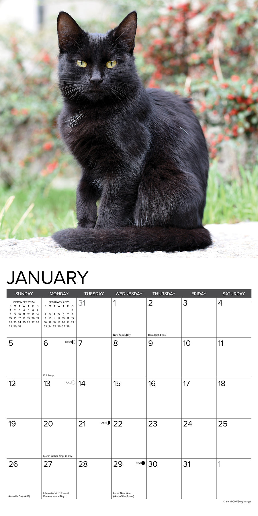 2025 Black Cats - Square Wall Calendar