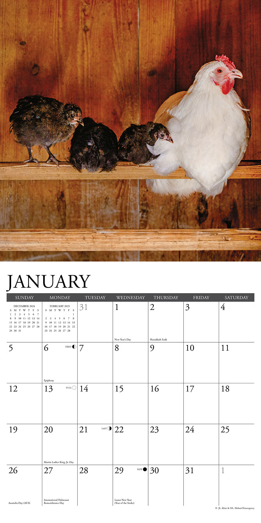 2025 Just Us Chickens - Square Wall Calendar