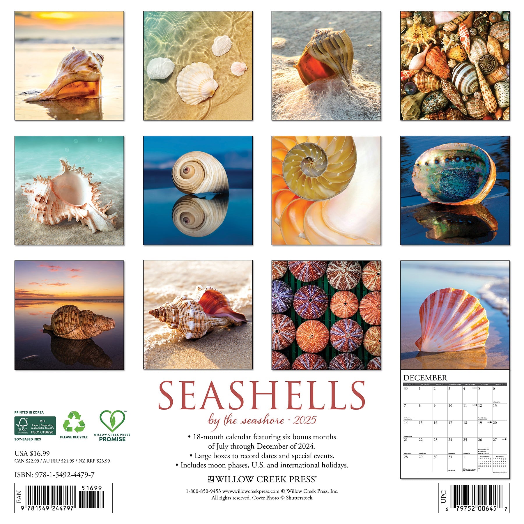 2025 Seashells - Square Wall Calendar