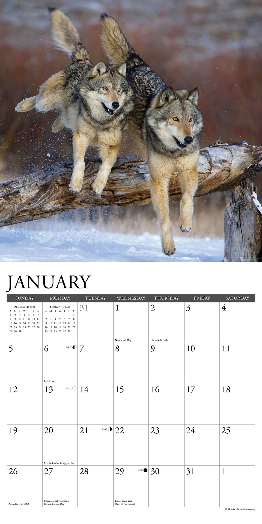 2025 Spirit of the Wolf - Square Wall Calendar