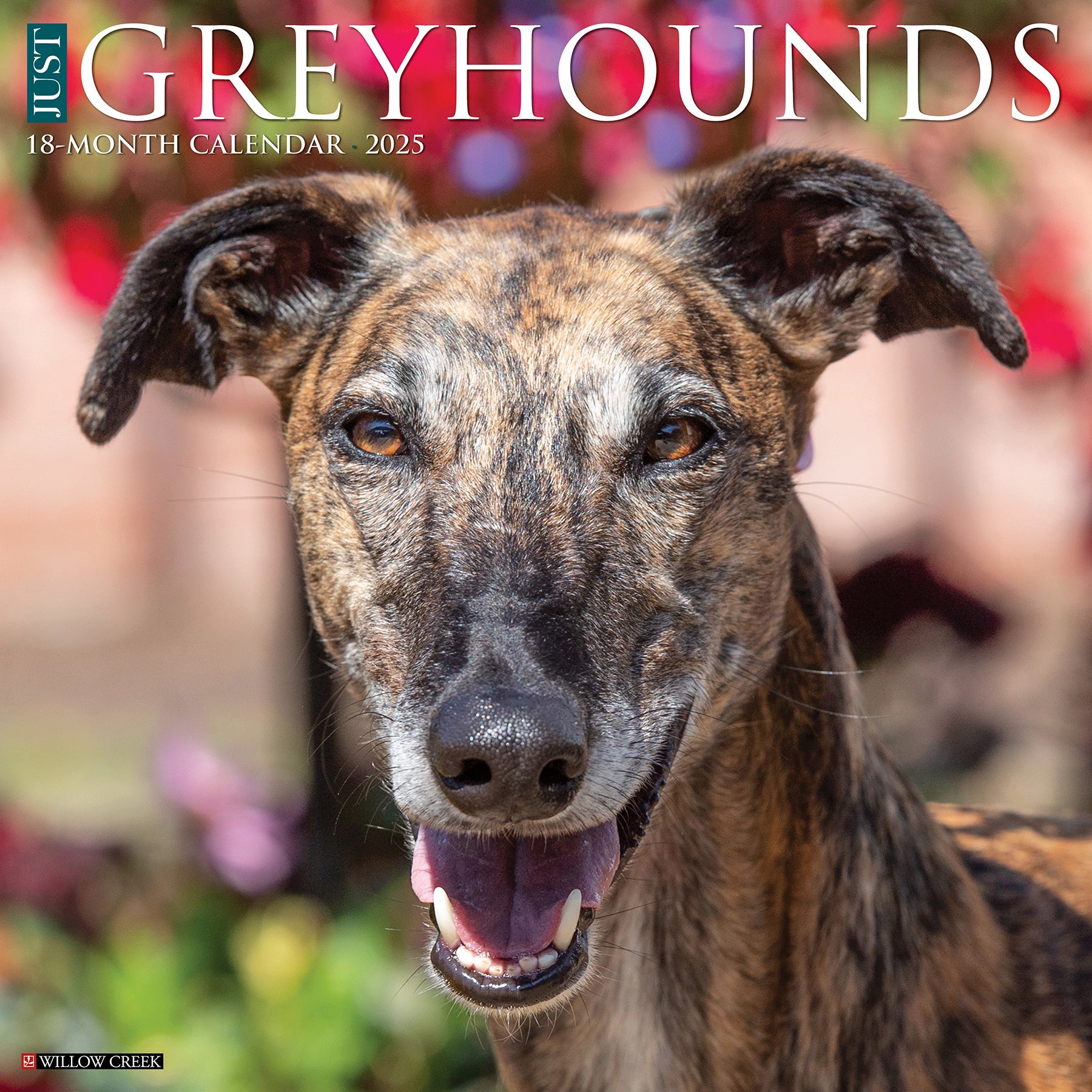 2025 Greyhounds - Square Wall Calendar