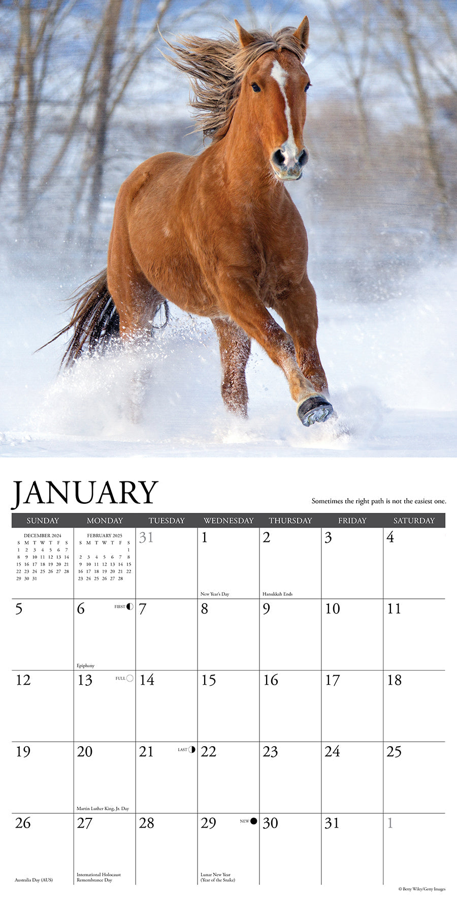 2025 What Horses Teach Us - Square Wall Calendar
