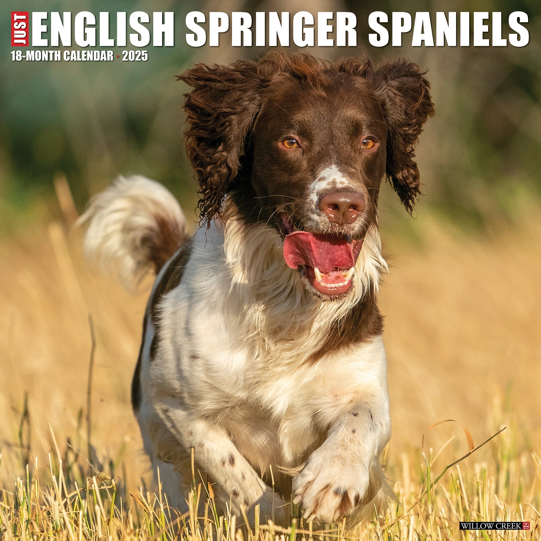 2025 English Springer Spaniels - Square Wall Calendar