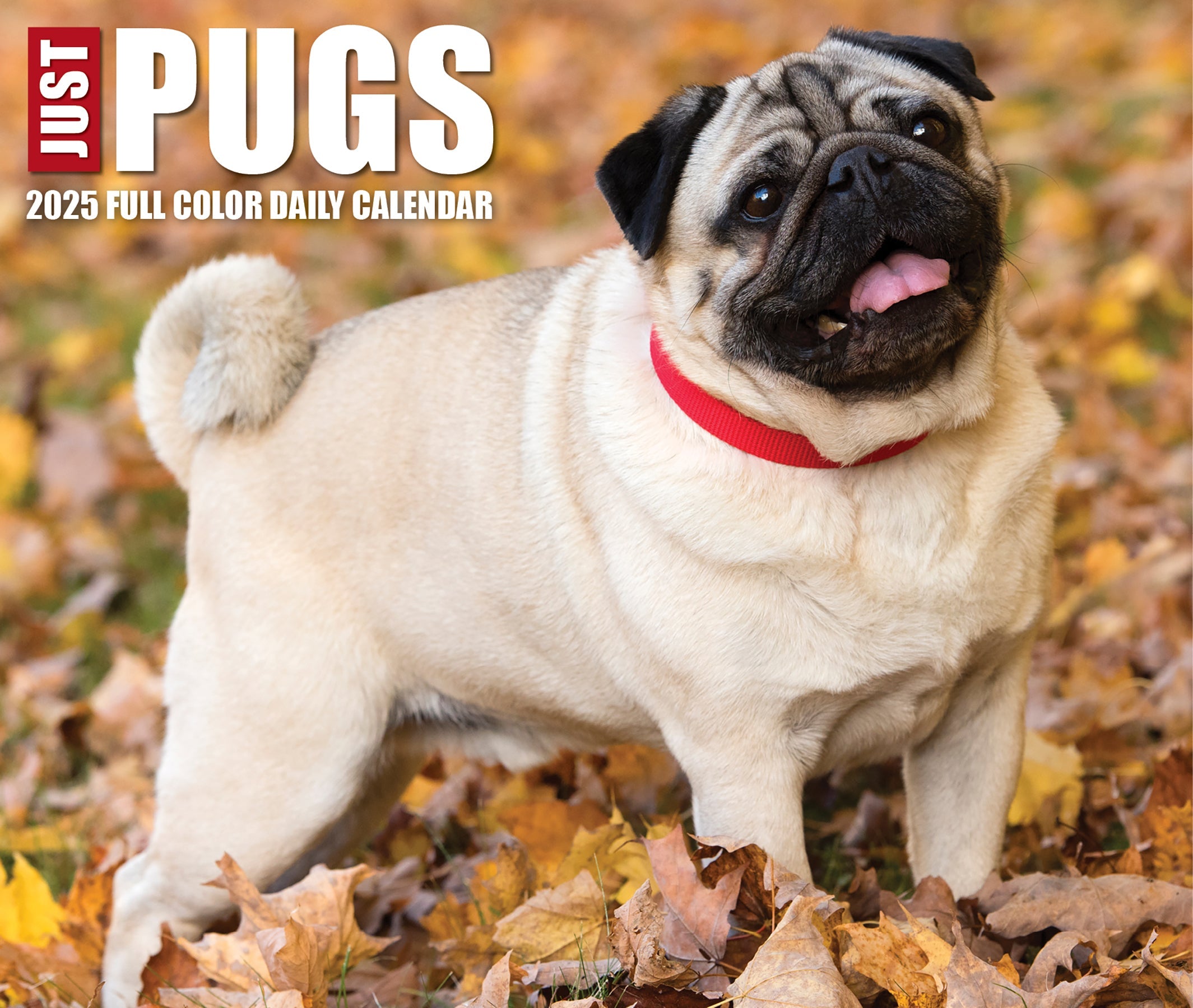 2025 Pugs - Daily Boxed Page-A-Day Calendar