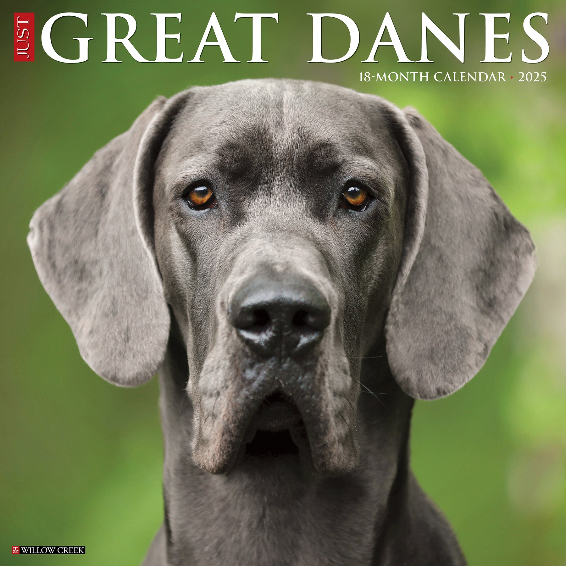 2025 Great Danes - Square Wall Calendar