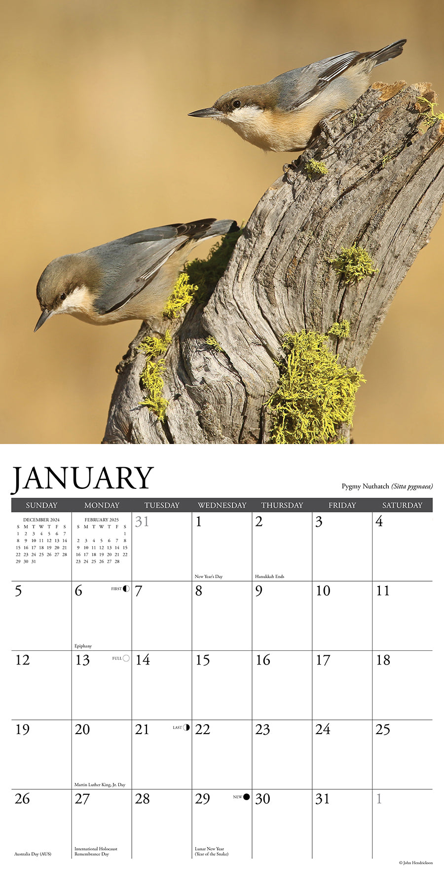 2025 Backyard Birds - Square Wall Calendar