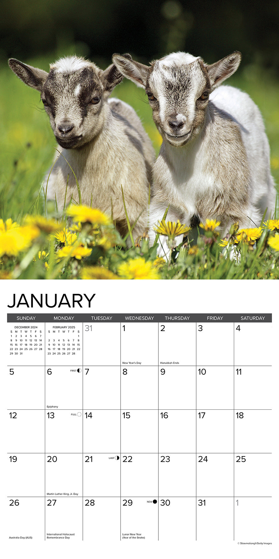 2025 Goats - Square Wall Calendar