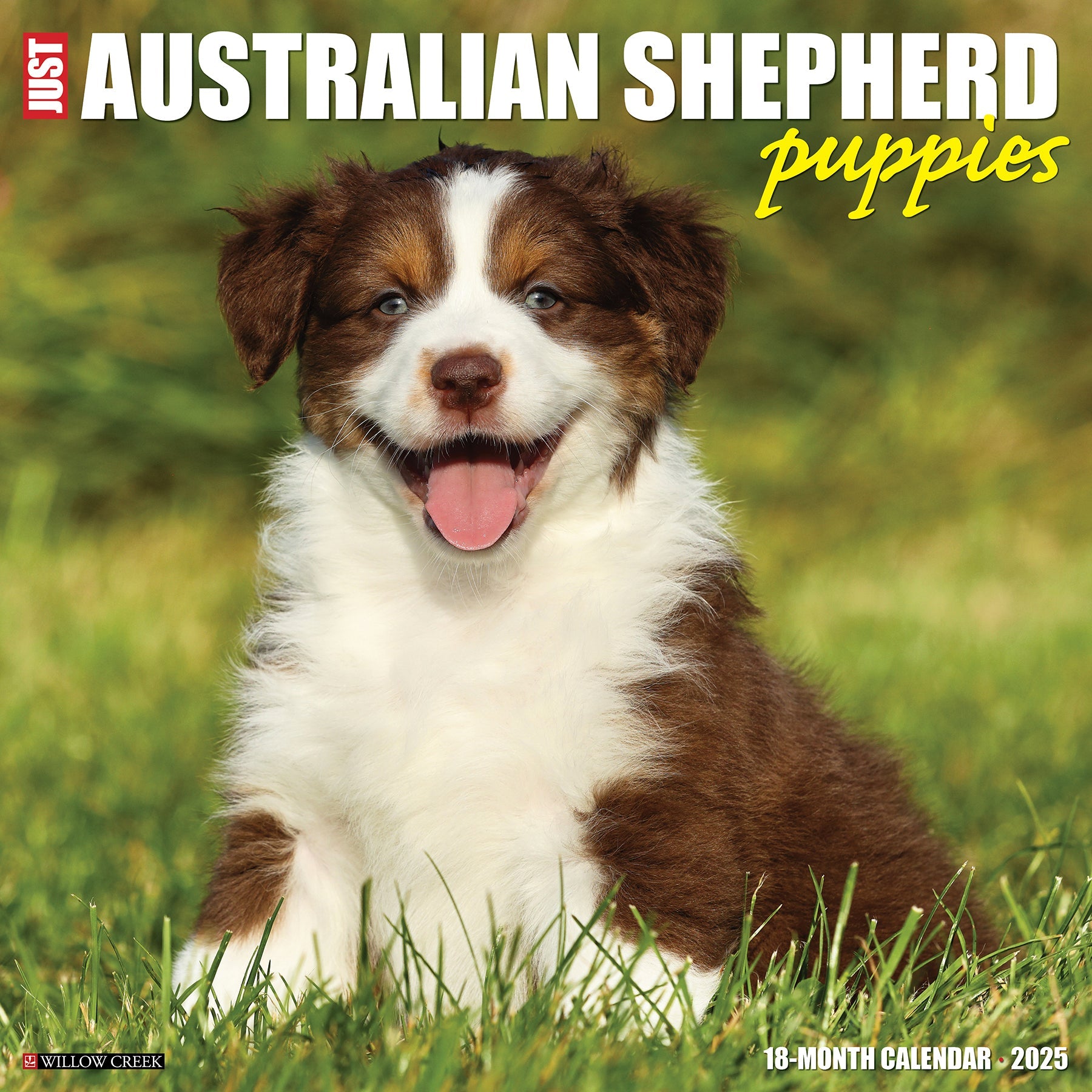 2025 Australian Shepherd Puppies - Square Wall Calendar