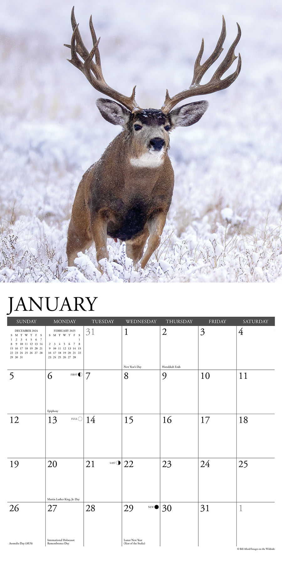 2025 Mule Deer - Square Wall Calendar