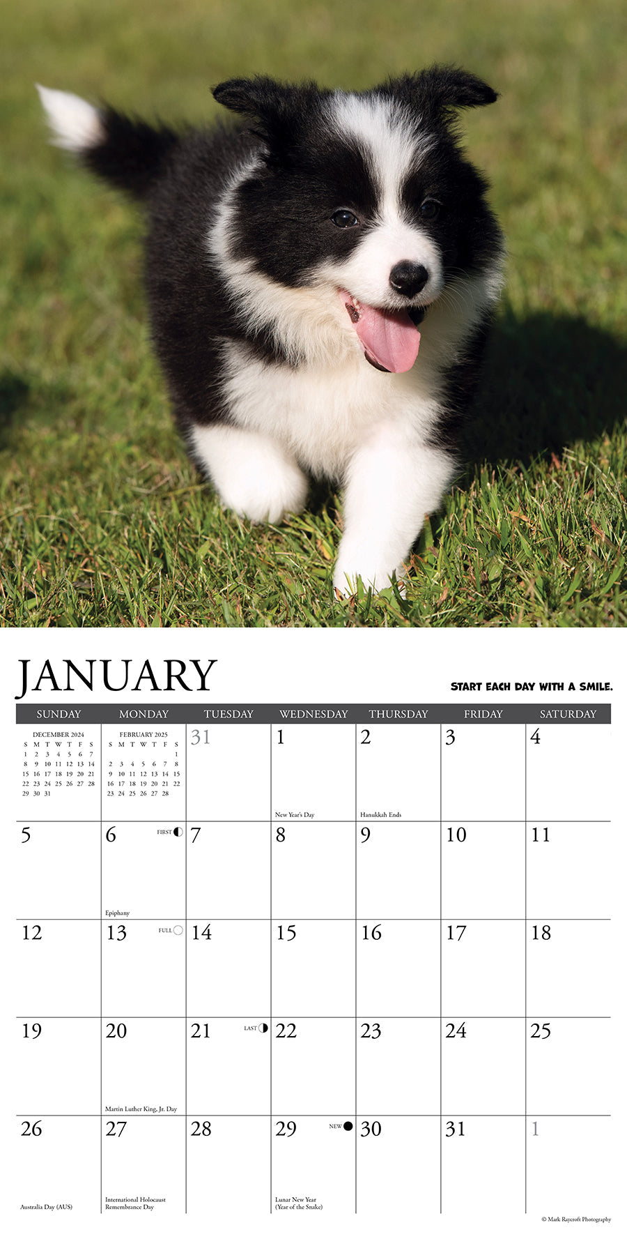 2025 What Puppies Teach Us - Square Wall Calendar