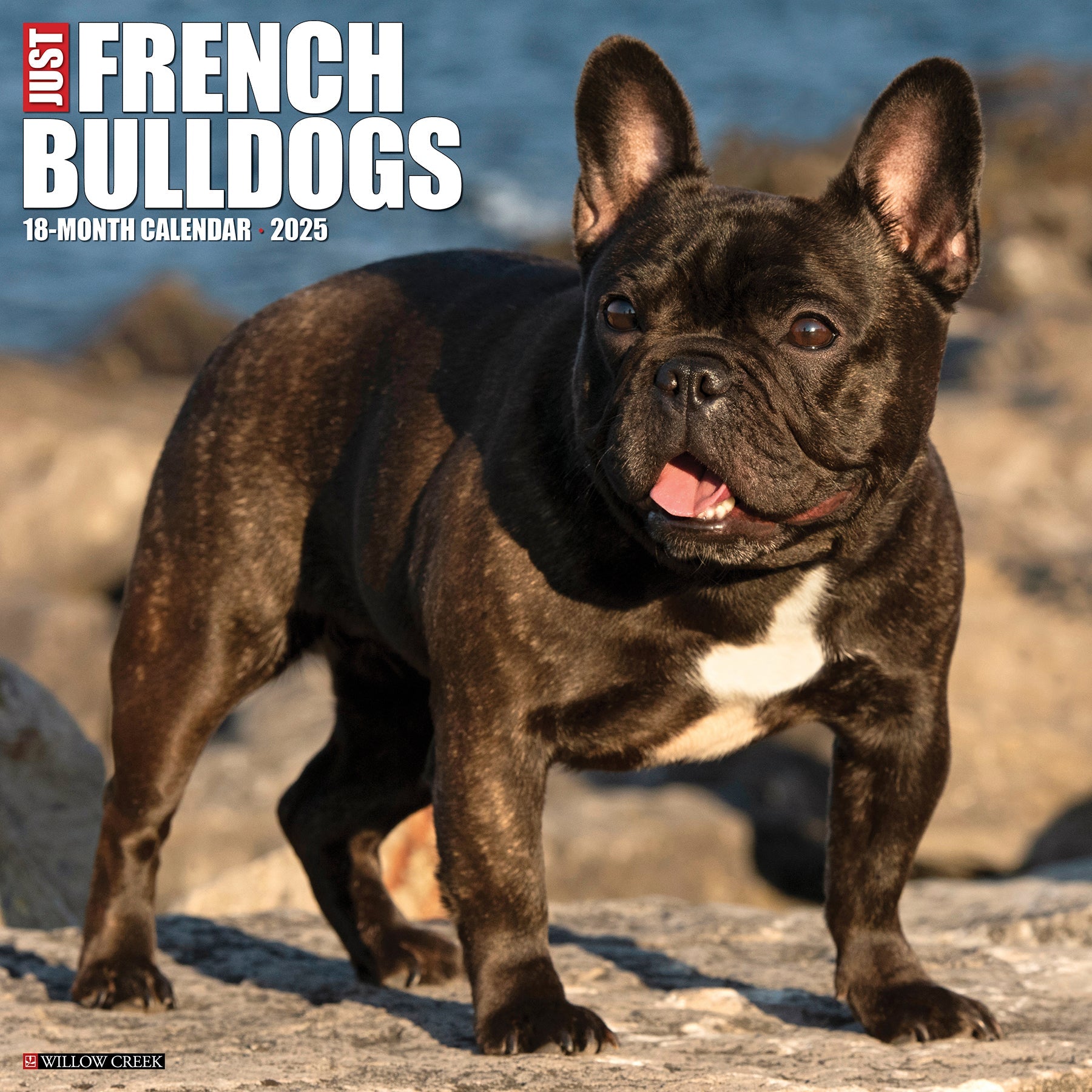 2025 French Bulldogs - Square Wall Calendar