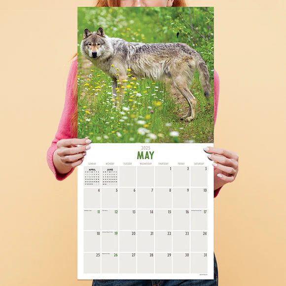 2025 Wolves - Square Wall Calendar