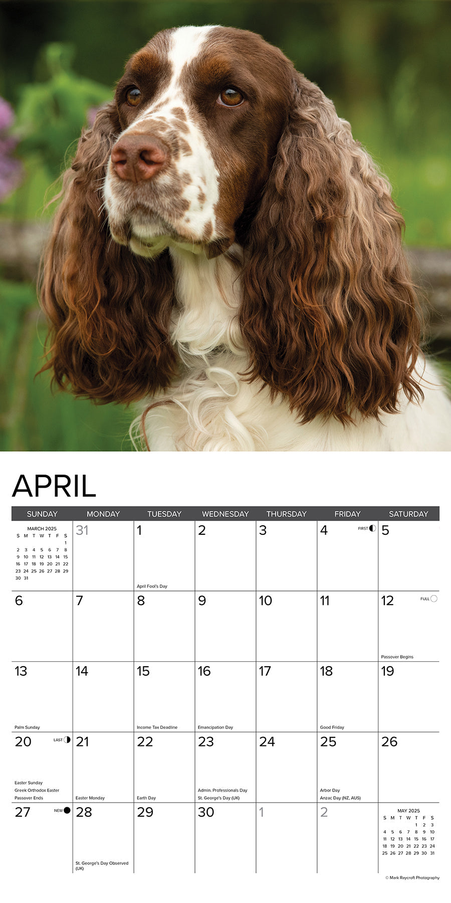 2025 English Springer Spaniels - Square Wall Calendar