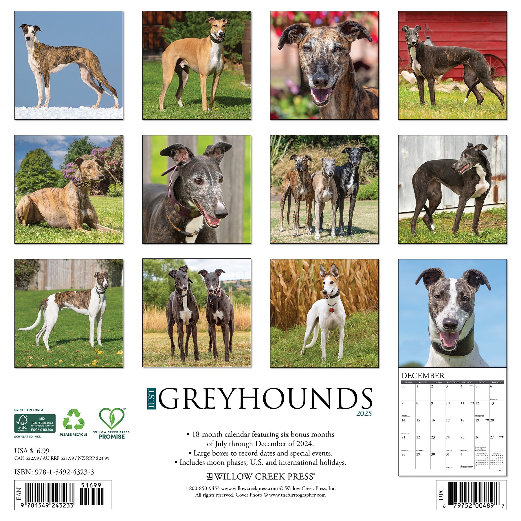 2025 Greyhounds - Square Wall Calendar