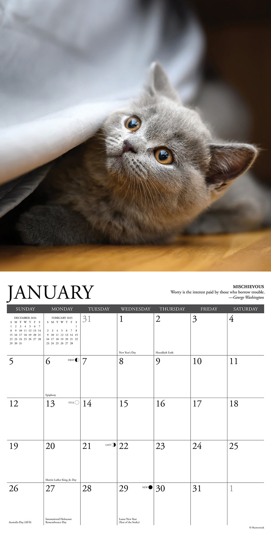 2025 Cat Rules - Square Wall Calendar