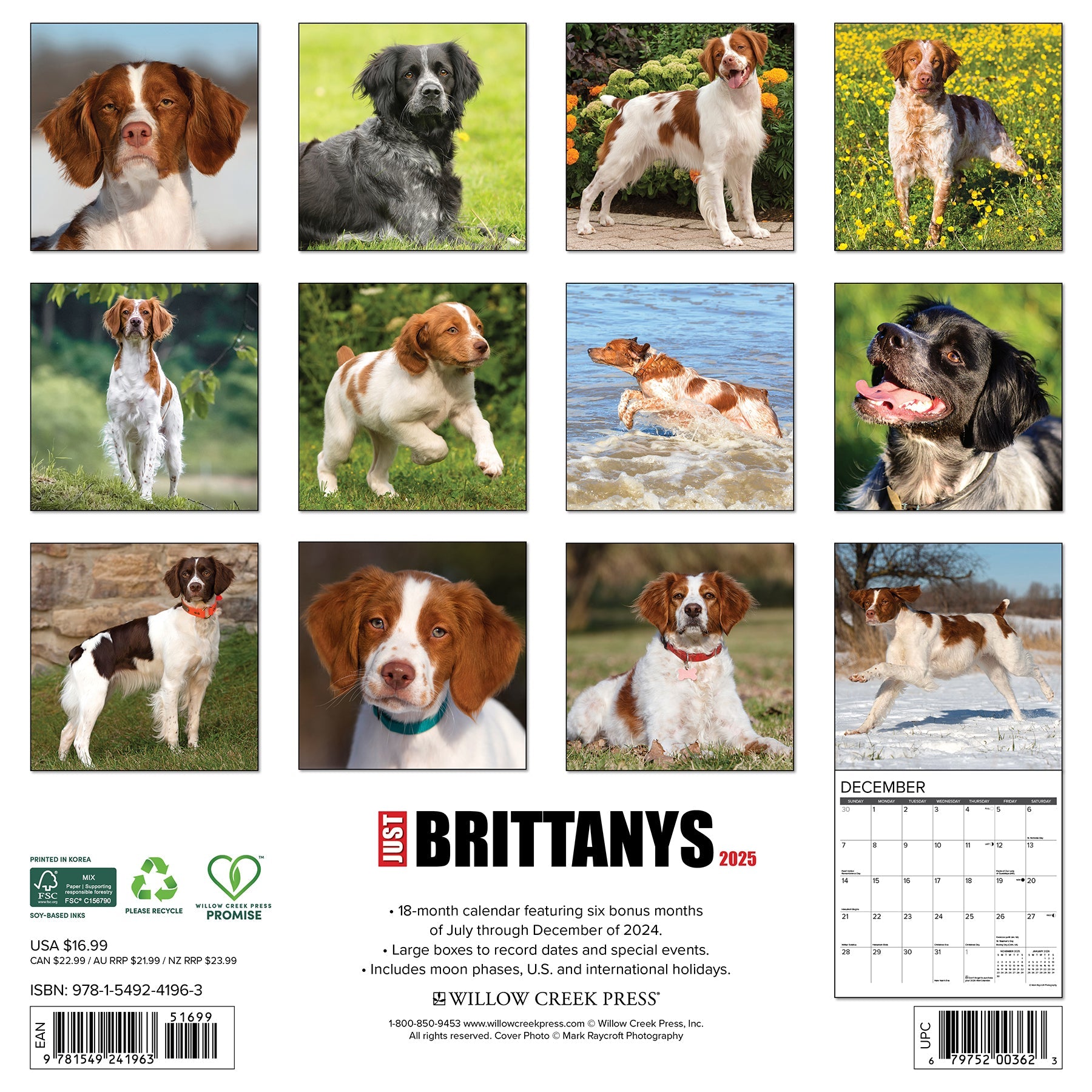 2025 Brittanys - Square Wall Calendar