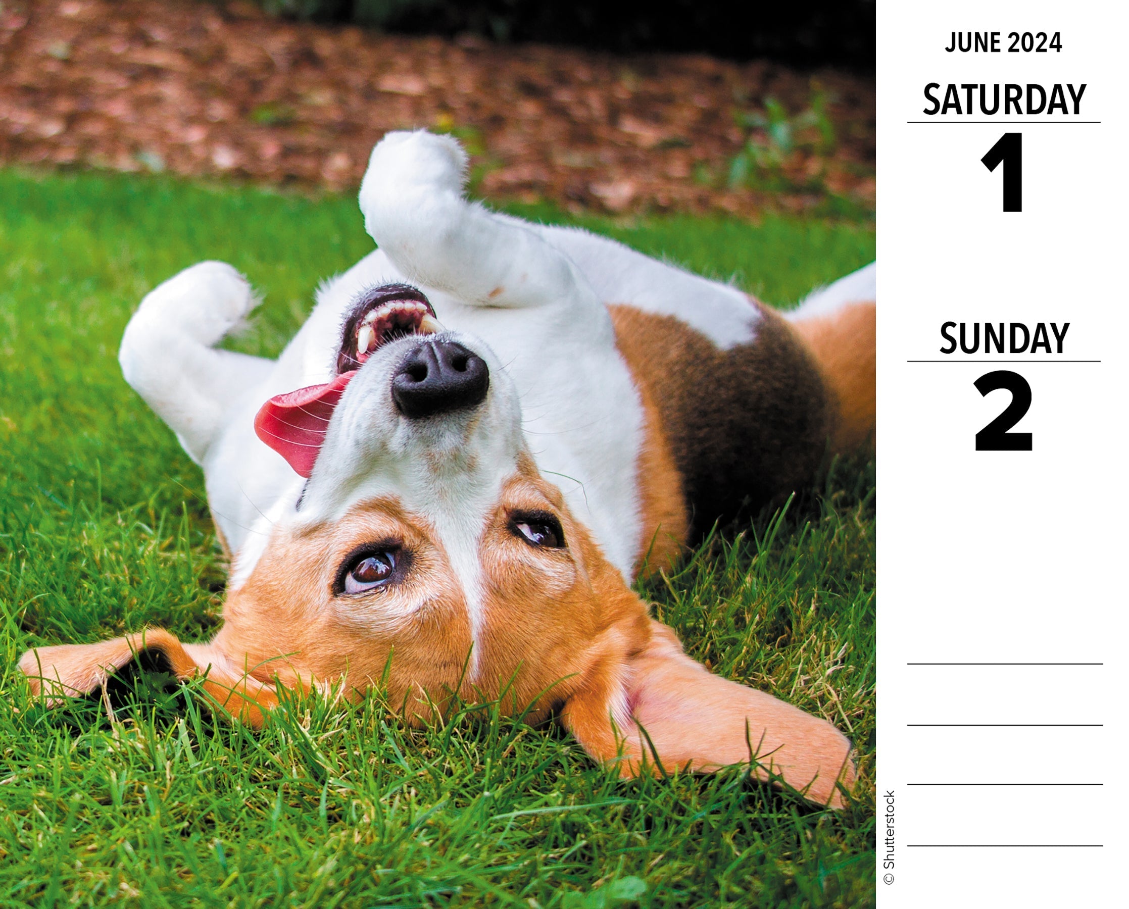 2024 Beagles - Boxed Page A Day Calendar