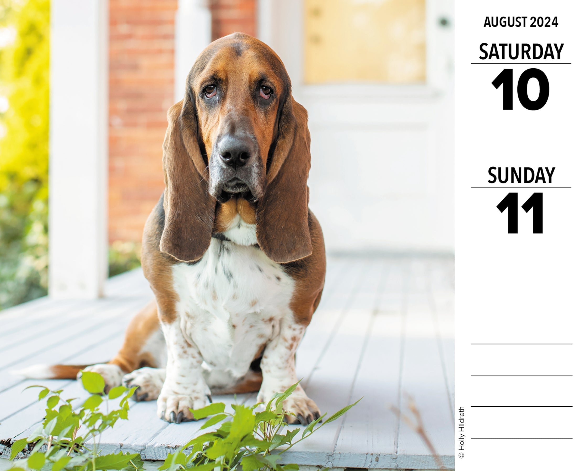 2024 Basset Hounds - Boxed Page A Day Calendar